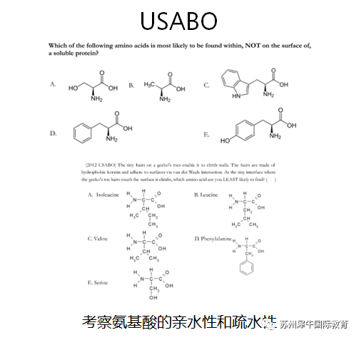 USABO美國(guó)生物奧林匹克競(jìng)賽,BBO英國(guó)生物奧林匹克競(jìng)賽,生物競(jìng)賽培訓(xùn)課程,