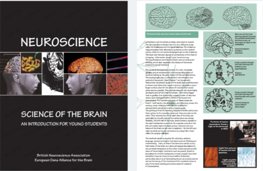 Brain Bee腦科學(xué)大賽